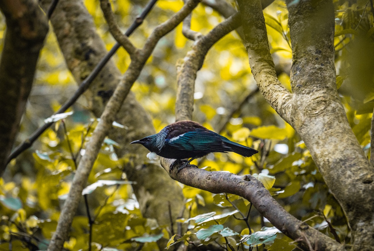Native tūī bird at Zealandia Te Māra a Tāne. Credit: WellingtonNZ