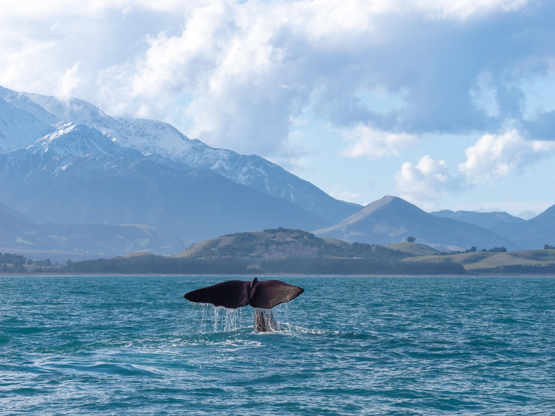 whales tail out of the ocean in kaikoura