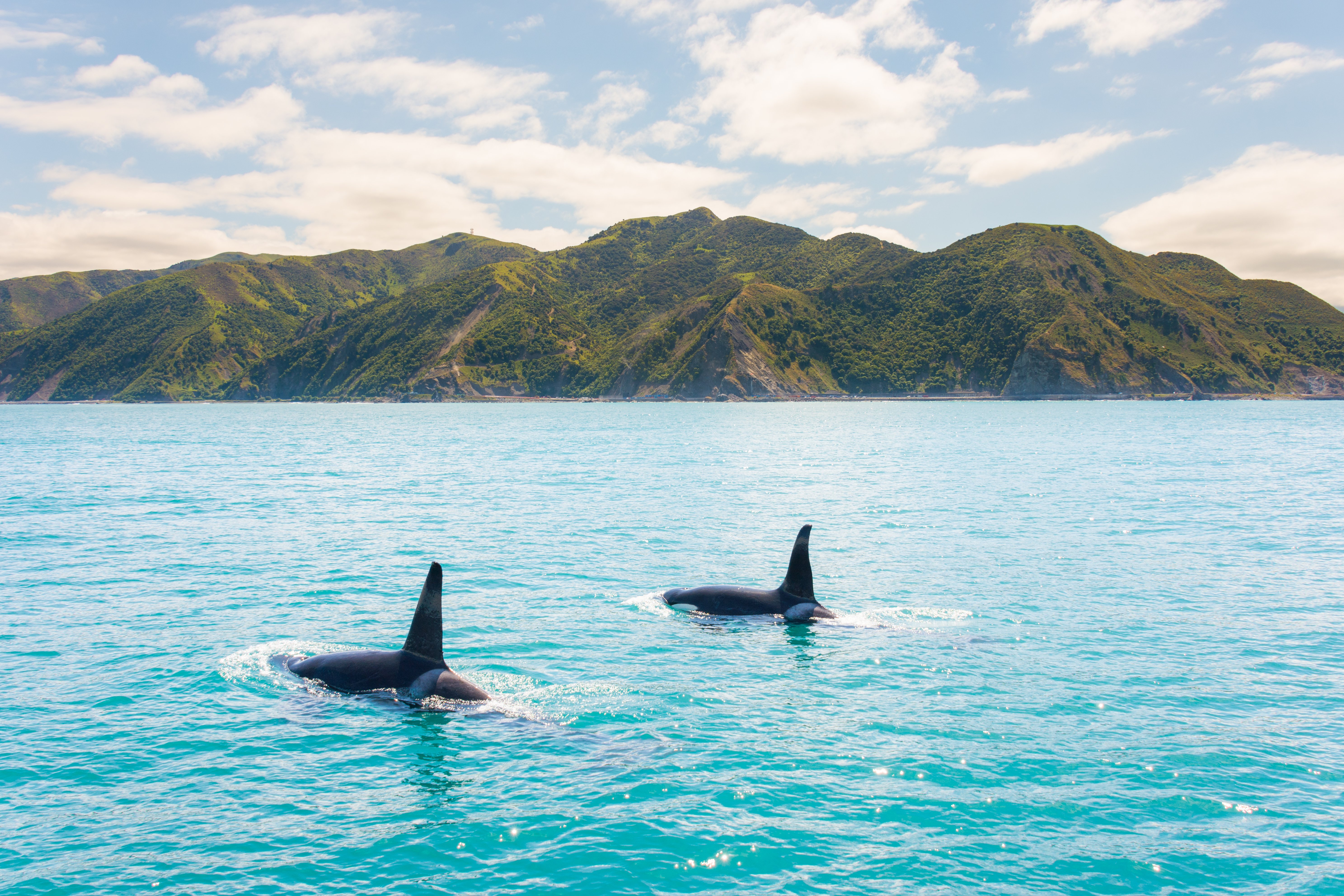 Orca's glading through the ocean