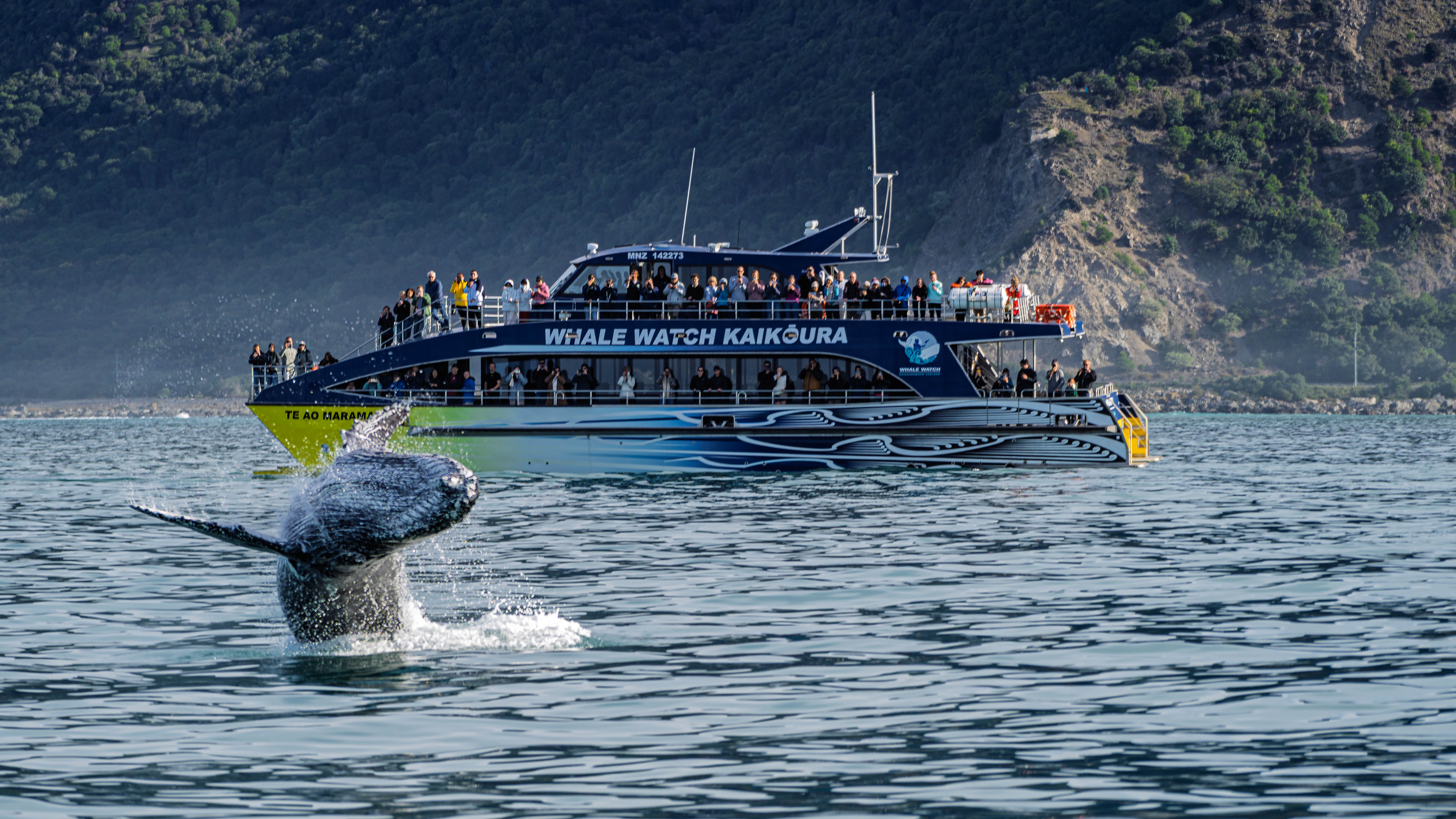 sperm whale jumping from water in kaikoura