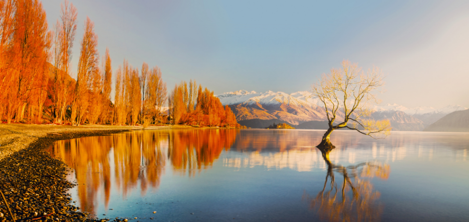 Wanaka Tree