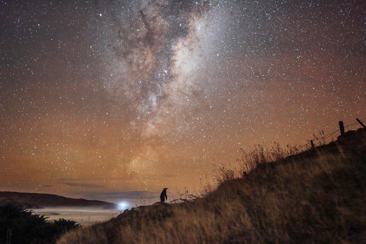 Penguin in Dunedin under the stars. Credit Chris McNeil